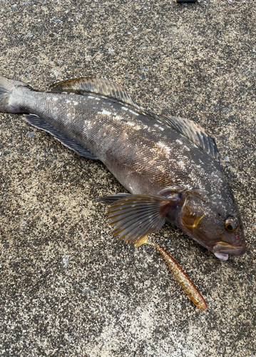 アイナメの釣果