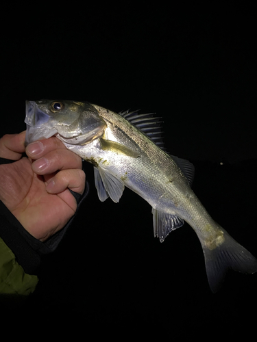 スズキの釣果