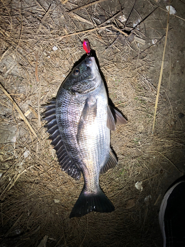 クロダイの釣果