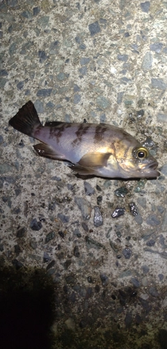 シロメバルの釣果