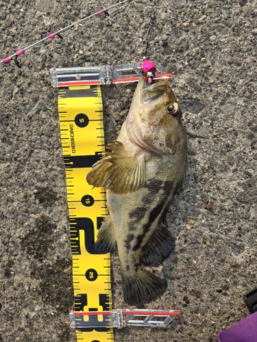 トウベツカジカの釣果