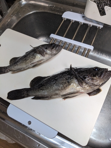 クロソイの釣果