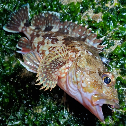 カサゴの釣果