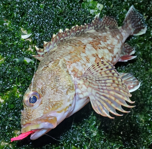 カサゴの釣果