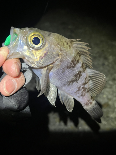 メバルの釣果