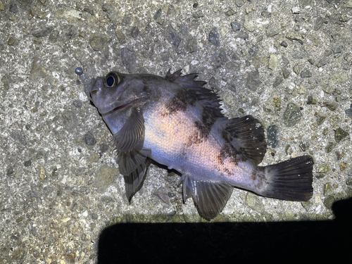 メバルの釣果