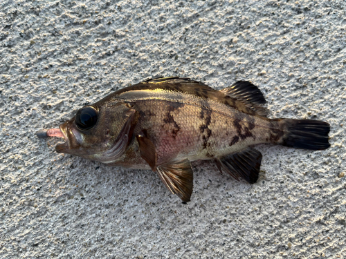 メバルの釣果