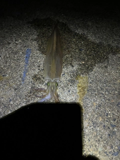 ヤリイカの釣果