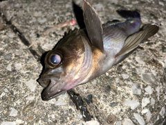 シロメバルの釣果