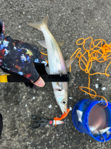 カマスの釣果