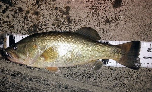 ブラックバスの釣果