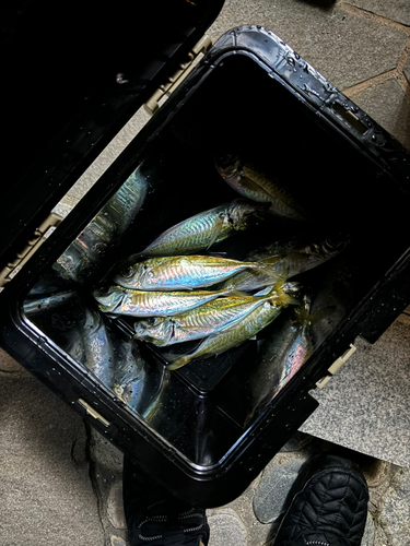 アジの釣果