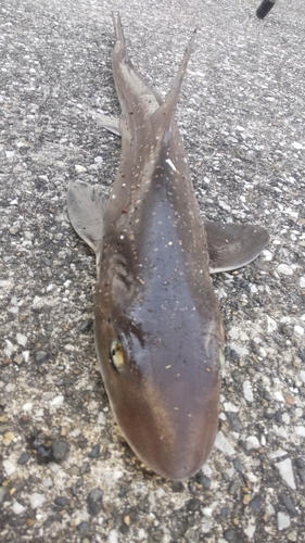 ホシザメの釣果