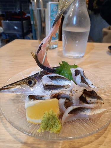 カマスの釣果