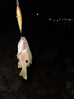 ニセクロホシフエダイの釣果