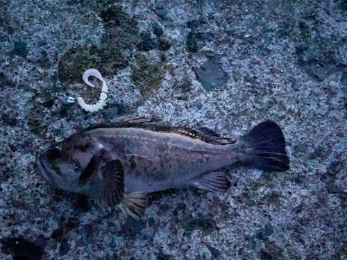 クロソイの釣果