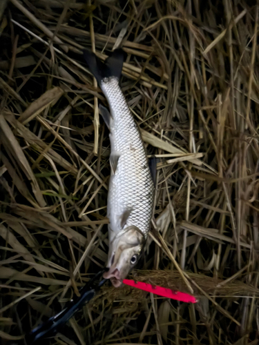 ニゴイの釣果