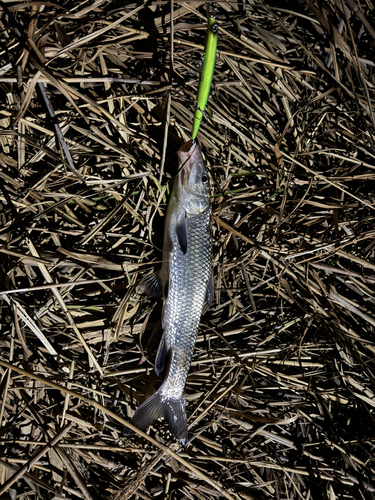 ニゴイの釣果