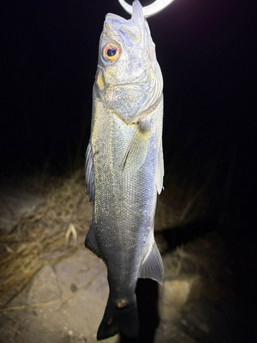 セイゴ（マルスズキ）の釣果