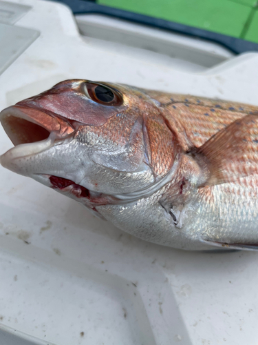 タイの釣果