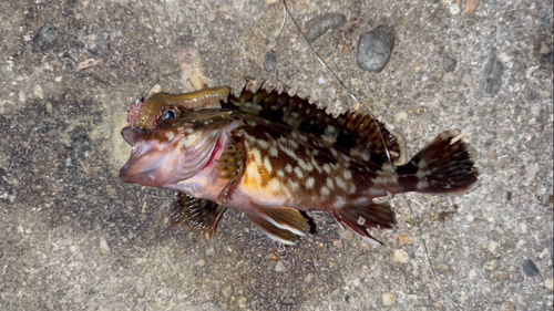 カサゴの釣果