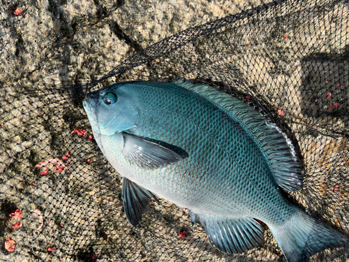 クチブトグレの釣果