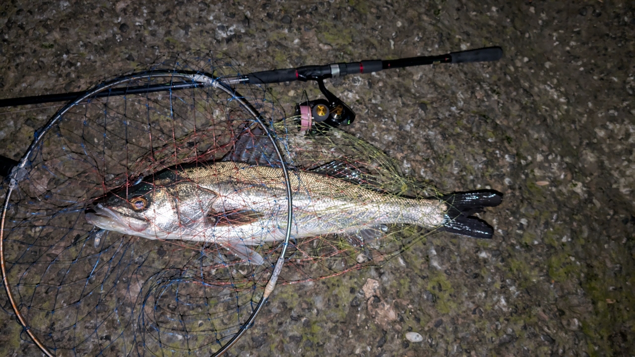 DAIWA 11リバティクラブ シーバス 96Mの最安値・インプレ・釣果 DAIWA 11リバティクラブ シーバス 96Mの最安値・インプレ・釣果