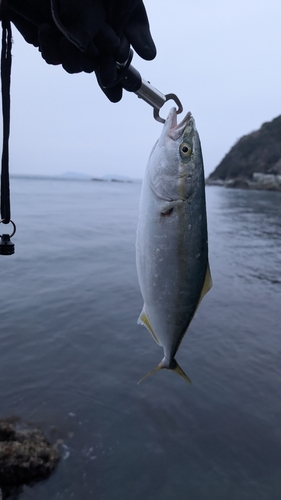 ハマチの釣果