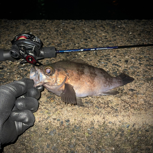 メバルの釣果