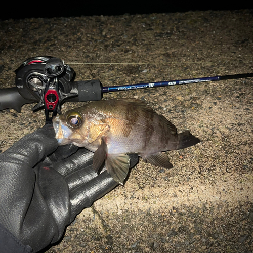 メバルの釣果