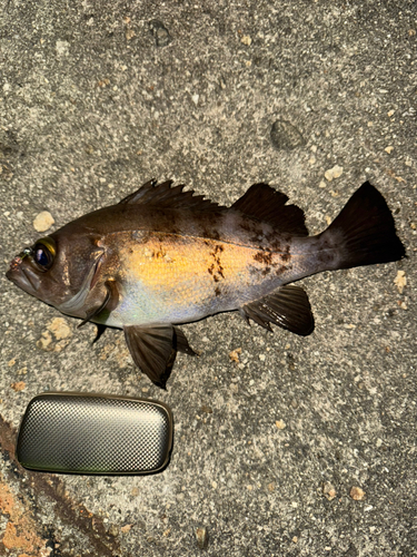 メバルの釣果