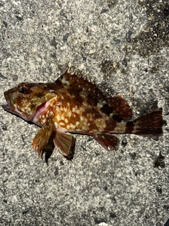 カサゴの釣果