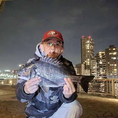 チヌの釣果