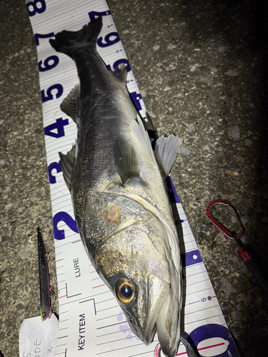 シーバスの釣果