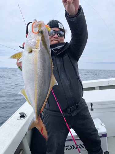 カンパチの釣果