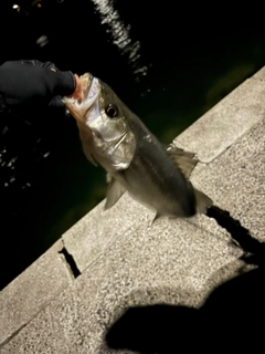 フッコ（マルスズキ）の釣果