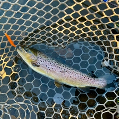 ブラウントラウトの釣果