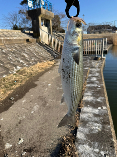 ボラの釣果