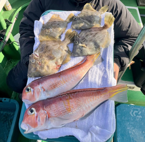 アカアマダイの釣果