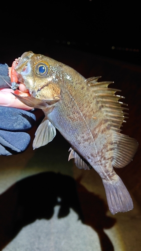 メバルの釣果