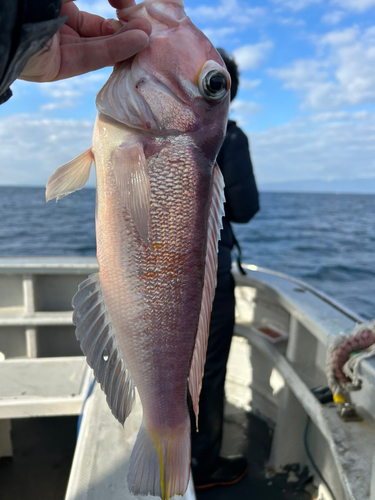 アカアマダイの釣果