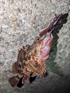 カサゴの釣果