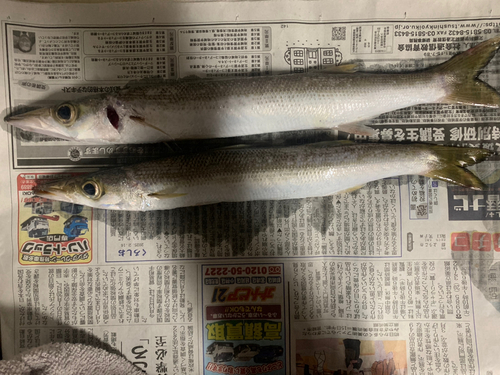 カマスの釣果