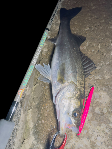 シーバスの釣果