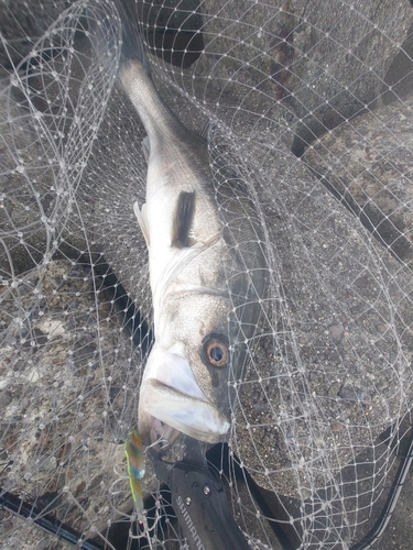 スズキの釣果