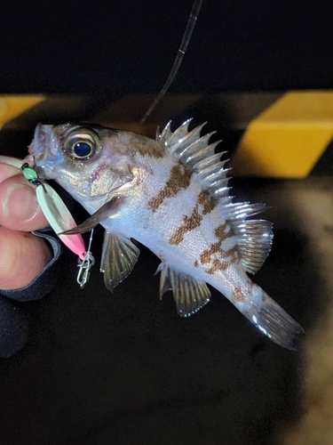 シロメバルの釣果