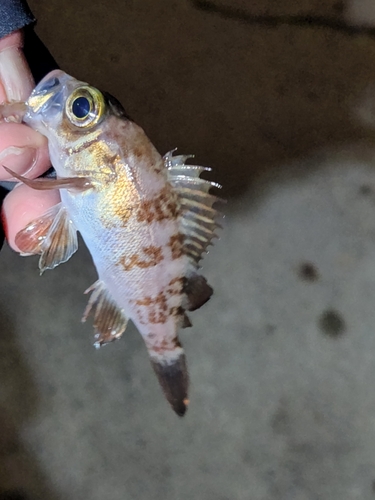 シロメバルの釣果