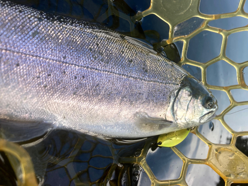 ニジマスの釣果