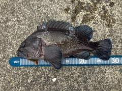マゾイの釣果