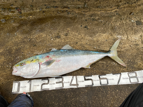 ブリの釣果